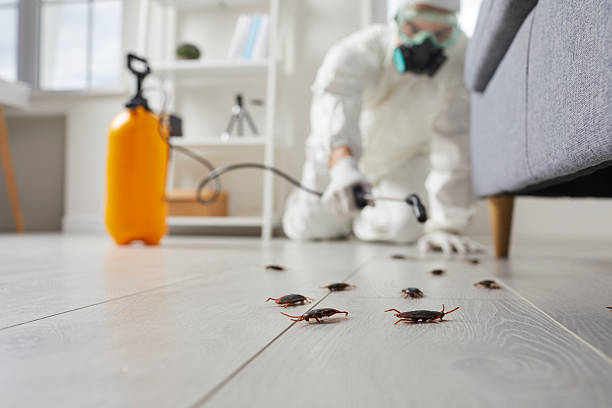Commercial Rodent Management in Central Square
